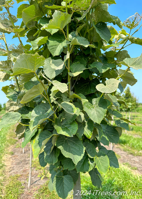 View of lower canopy of large leaves.