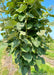 View of lower canopy of large leaves.