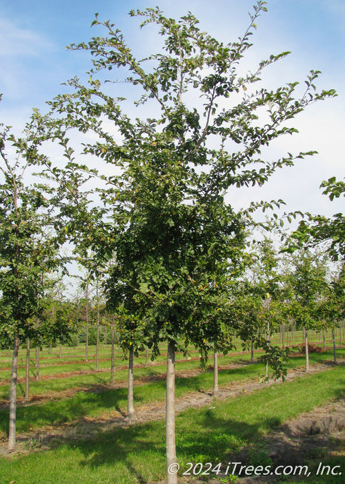 Triumph Elm at the nursery with green leaves.