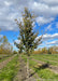 A Triumph Elm with green leaves at the nursery.