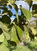 Closeup of green shiny leaves.