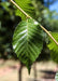 Closeup of shiny green leaves.