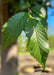 Closeup of green shiny leaves.