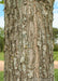 Closeup of mature tree trunk showing planks of bark peeling away from the tree's tunk.