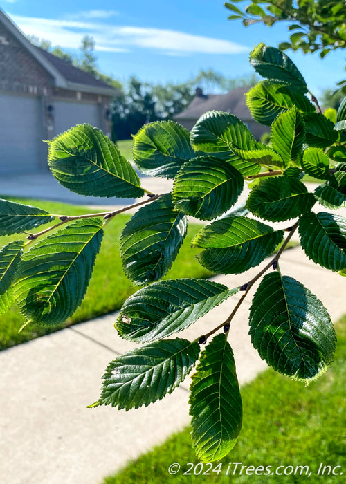 Closeup of large shiny dark green leaves with sharply serrated edges and yellow veins.