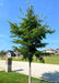 Jefferson Elm with a canopy full of dark green leaves planted along a parkway in a residential community.