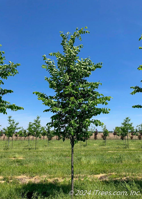 A single Jefferson Elm grows in the nursery with dark green leaves. Green grass, other tree rows and blue skies in the background.