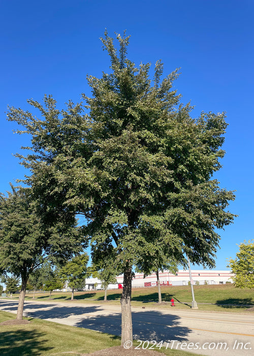 Accolade Elm planted in a row on the parkway with green leaves