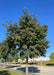 Accolade Elm planted in a row on the parkway with green leaves