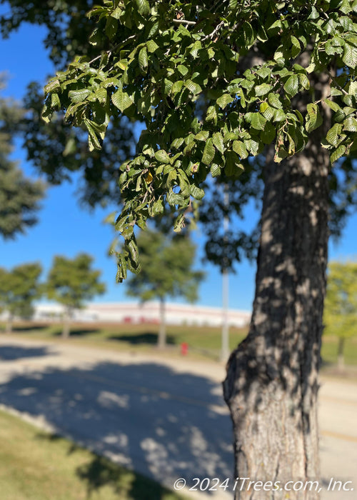 Closeup of trunk and green leaves