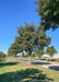 A street is lined on either side of the road with maturing Accolade Elm trees with green leaves.