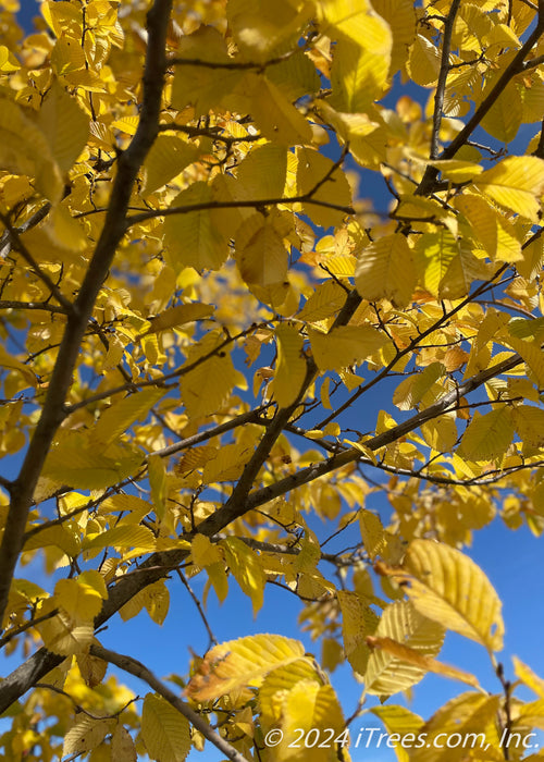 Yellow fall color closeup with blue sky in the background