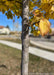 Closeup of newly planted Accolade Elm trunk and yellow fall color