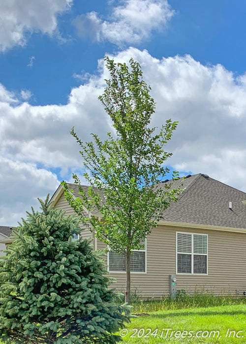 A newly planted New Horizon Elm tree in a backyard with green leaves. A blue spruce sits in the lower left-hand side with the neighbor's house and cloudy blue sky in the background. 