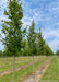 A row of New Horizon Elm in the nursery with green leaves and smooth grey trunks. Strips of green grass between rows of trees with a cloudy blue sky in the background.