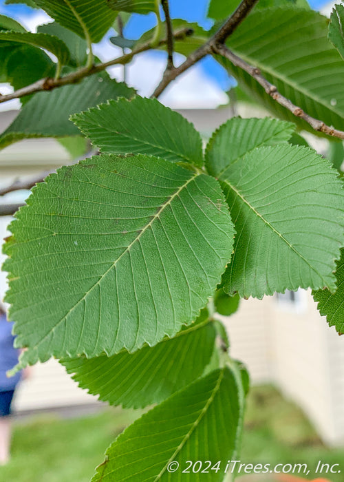 Closeup of large green serrated leaf.