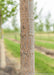 Closeup of greyish-brown trunk.