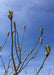 Closeup of newly opening leaf buds.