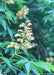 Closeup of a panicle of yellow flowers. 