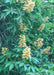 Closeup of a canopy of green leaves and large panicles of yellow flowers with orange centers.