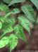 Closeup of slender serrated green leaves with yellow veins.