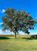 A mature Bur Oak stands in an open field with wide open branching, green leaves, with a cornfield and blue skies in the background.